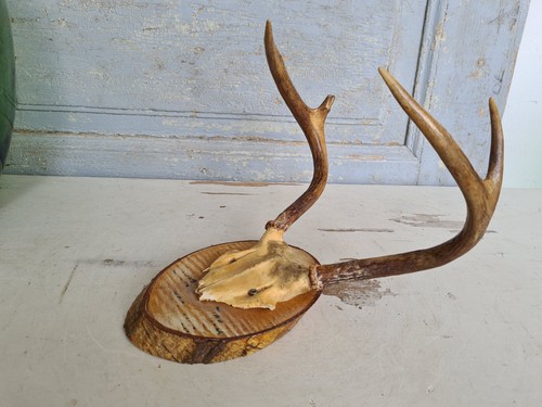 Y6317 altes kleines hirsch - kleines,