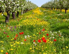 Streuobstwiese Saatgut Mischung mehrjährig bienenfreundlich Kräutern Blumen