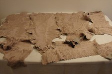 Persianer Breitschwanz