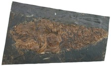 Eozän  Cyclurus (Amia) kehreri  Original Fisch 17cm Grube Messel Altfund  W89-9