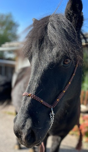 Show isländer rassen - isländer,