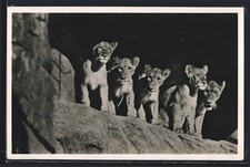 Hamburg, Löwinnen in der