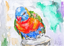 Lori, Aquarell handgemalt