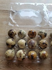 96 Wachteleier Frische