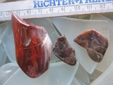 versteinertes Holz aus