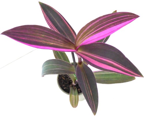 Tradescantia pallida - [,
