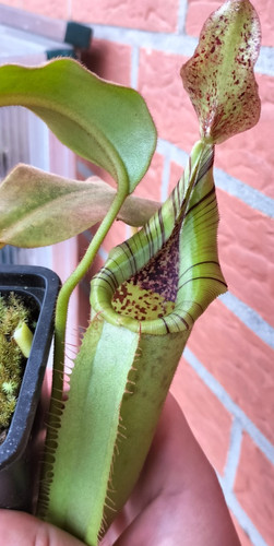 Nepenthes - (mollis, x