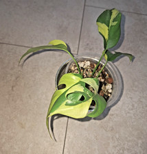 Rhaphidophora Tetrasperma