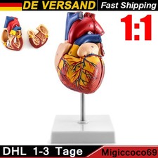Anatomie Modell Herz des