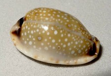 Meeresschnecke Cypraea