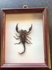 Großer echter skorpion aus - echter,