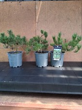 3 Bonsai outdoor winterhart Kiefer, 