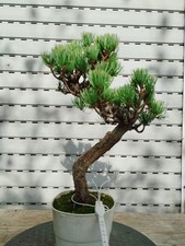 Bonsai Pinus Pentaphylla imp. Japan