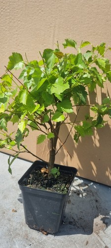 Pre bonsai birkenbaum - pre-bonsai,,