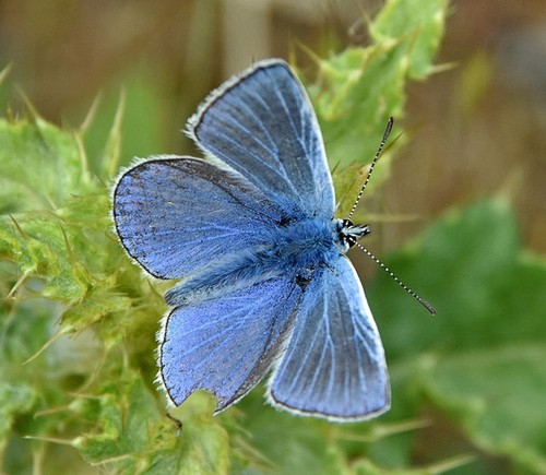 Foto 6x4 blauer schmetterling - 6x4,