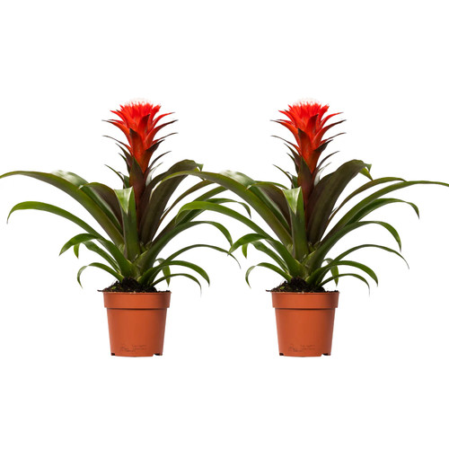 Guzmania hope bromelie 2 - guzmania,