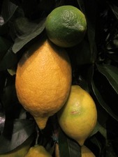 Citrus lemon - echte Zitrone -