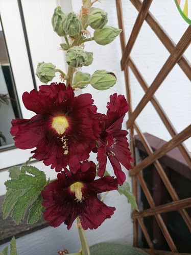 Stockrosen samen - stockrosen,,