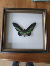 Ornithoptera Brooklana Männchen Schmetterling Falter