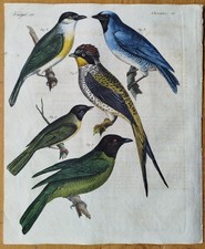 Vögel Fruchtfresser Psaris