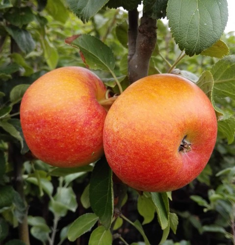 Apfelbaum alkmene - apfelbaum,