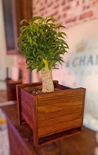Exklusiver holz übertopf - holz-Übertopf, /