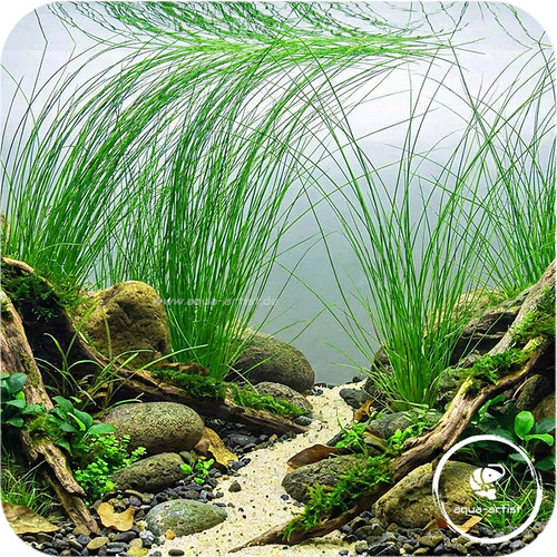 Eleocharis vivipara - , –