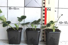 3  Erdbeerpflanzen "Hansa"