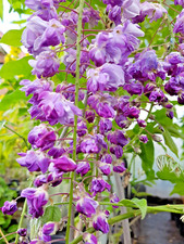 Blauregen-Wisteria-Glyzine violacea plena (Black Dragon) 80/100 cm