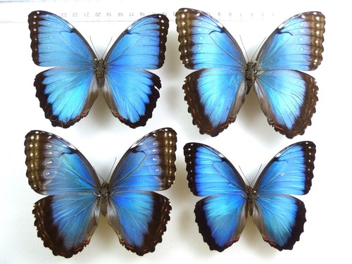 Set morpho helenor - 4, x
