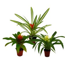 Mini guzmanien trio - set, mit