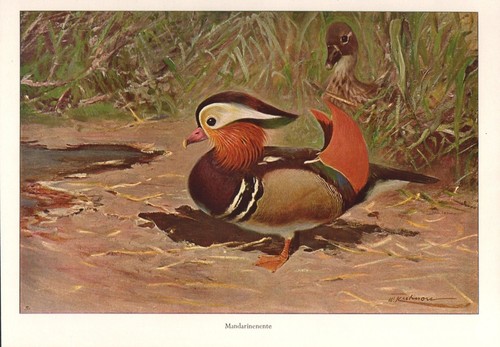 Mandarinente aix galericulata - mandarinente,