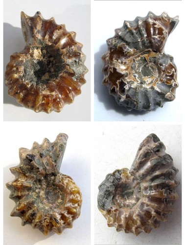 Ammonit aus madagaskar - ammonit,