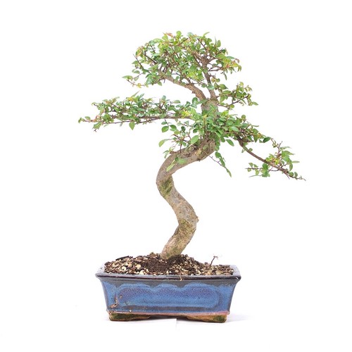 Bonsai chinesische ulme - chinesische,