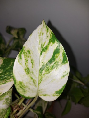 Epipremnum white efeutute - white,