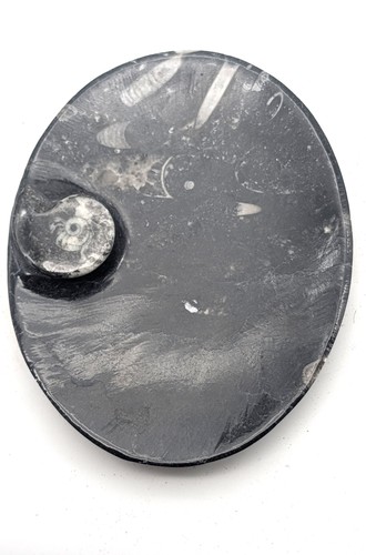 Sm0164 orthoceras - ,
