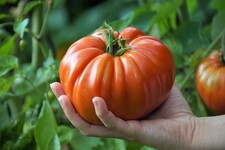 Tomate Kleine Maria 5 Samen Fleischtomate ertragreich resistent riesige Früchte