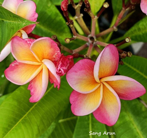 Frangipani plumeria sang - plumeria,