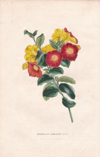 Browallia jamesonii america - jamesonii,