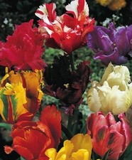 50 Gemischte Papageien Tulpen Tulpenzwiebeln Lieferbar 9.9