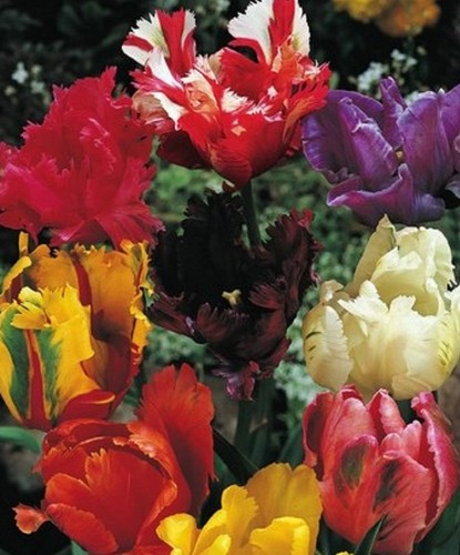 100 gemischte papageien tulpen - 100,