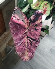 80002859 Colocasia Mojito purpur Colocasiasamen 3 Samen