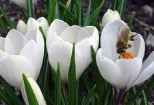 Schneekrokusse weiß - , )