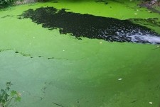 " WASSERLINSEN " ca. 2000