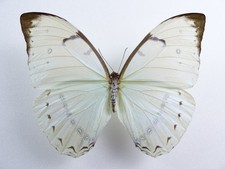 Morpho nikolajewna Männchen