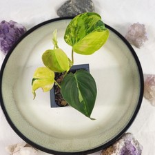Philodendron Hederaceum Micans