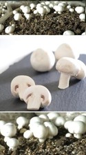 Champignon, Dübel, Pilze