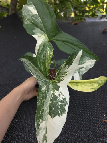 Syngonium albo variegated - syngonium, 4"