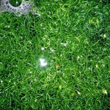 Chaetomorpha linum Meerwasser Drahtalge Algen Refugium optimal für Lebendgestein