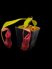 Nepenthes Singalana x Burkei